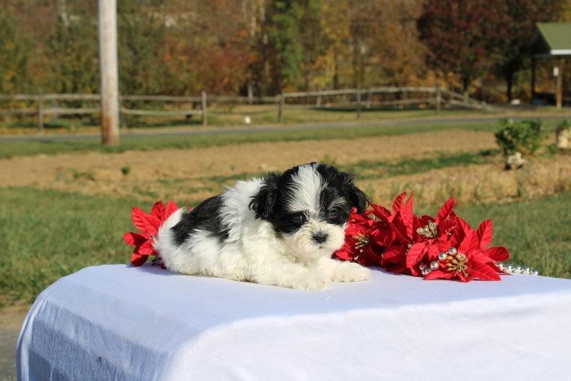 puppy, for, sale, Mal - Shi, Matthew B. Stoltzfus, dog, breeder, Gap, PA, dog-breeder, puppy-for-sale, forsale, nearby, find, puppyfind, locator, puppylocator, aca